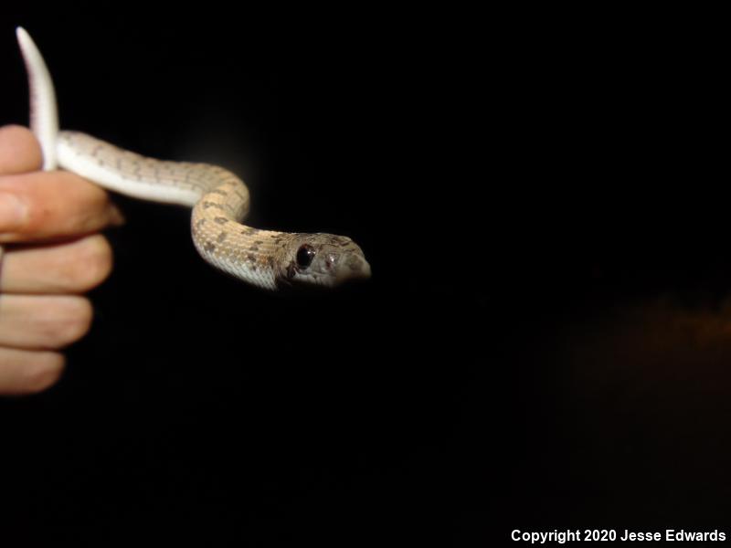 Spotted Leaf-nosed Snake (Phyllorhynchus decurtatus)