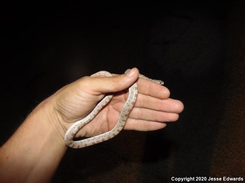 Spotted Leaf-nosed Snake (Phyllorhynchus decurtatus)