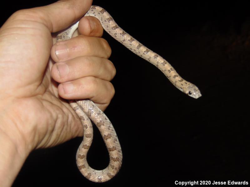 Spotted Leaf-nosed Snake (Phyllorhynchus decurtatus)