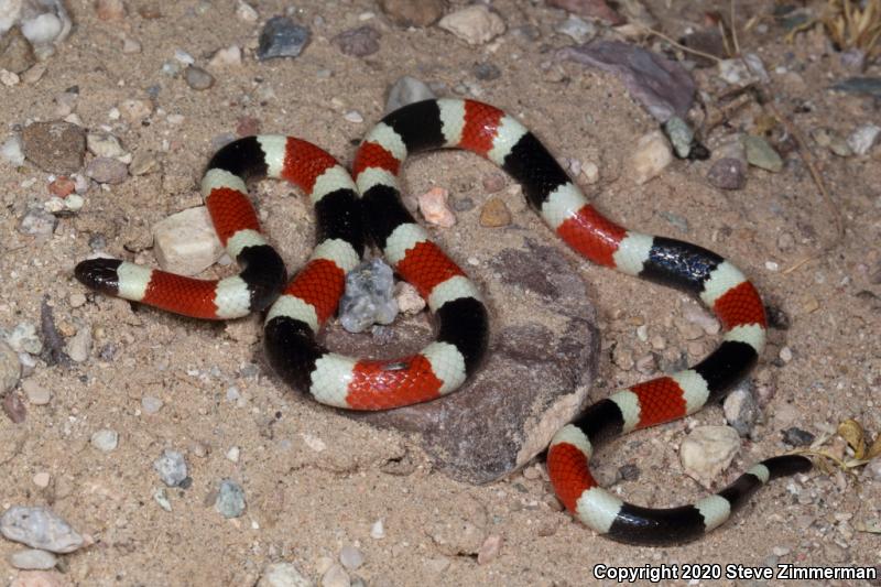 Sonoran Coralsnake (Micruroides euryxanthus)