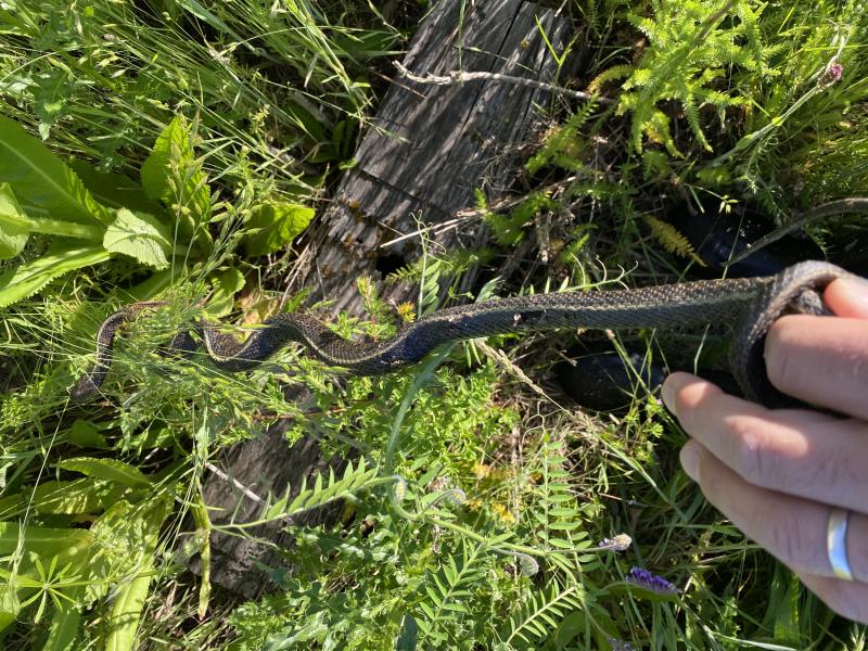 Red-Spotted Gartersnake (Thamnophis sirtalis concinnus)