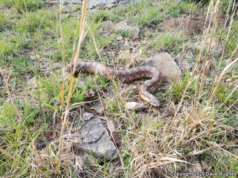 Eastern Hog-nosed Snake (Heterodon platirhinos)