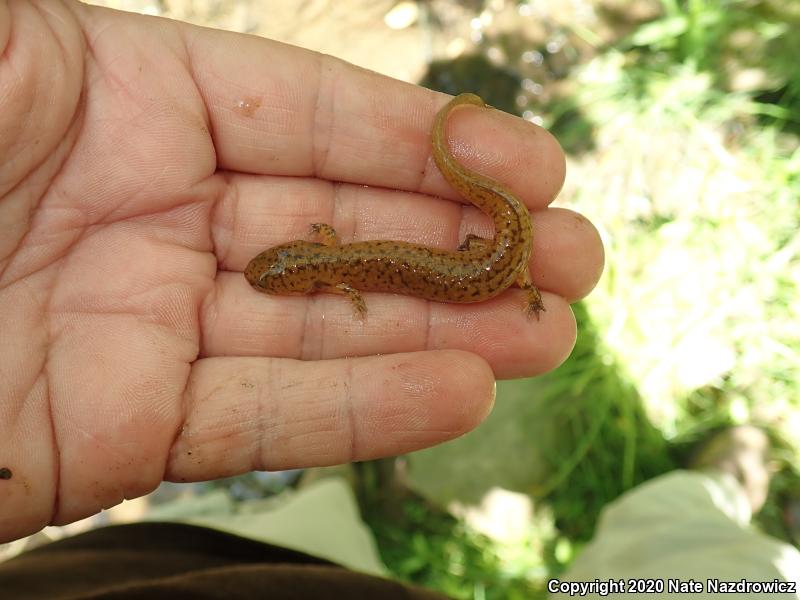 Northern Red Salamander (Pseudotriton ruber ruber)