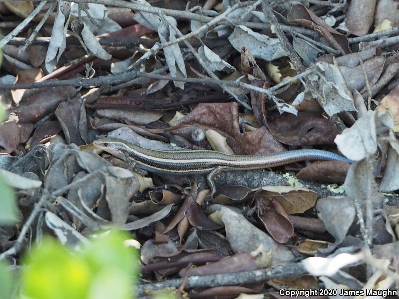 Western Skink (Plestiodon skiltonianus skiltonianus)