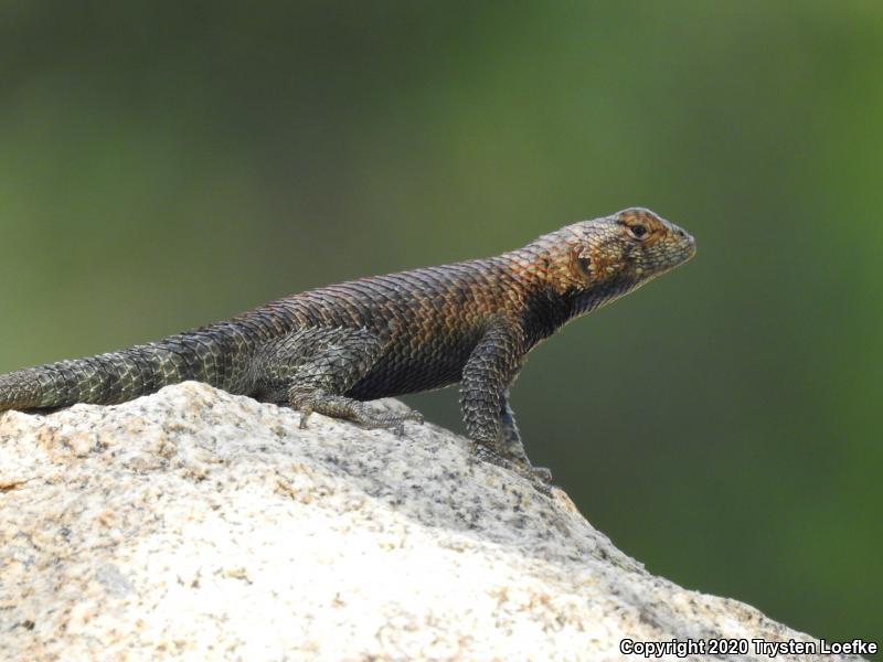 Granite Spiny Lizard (Sceloporus orcutti)