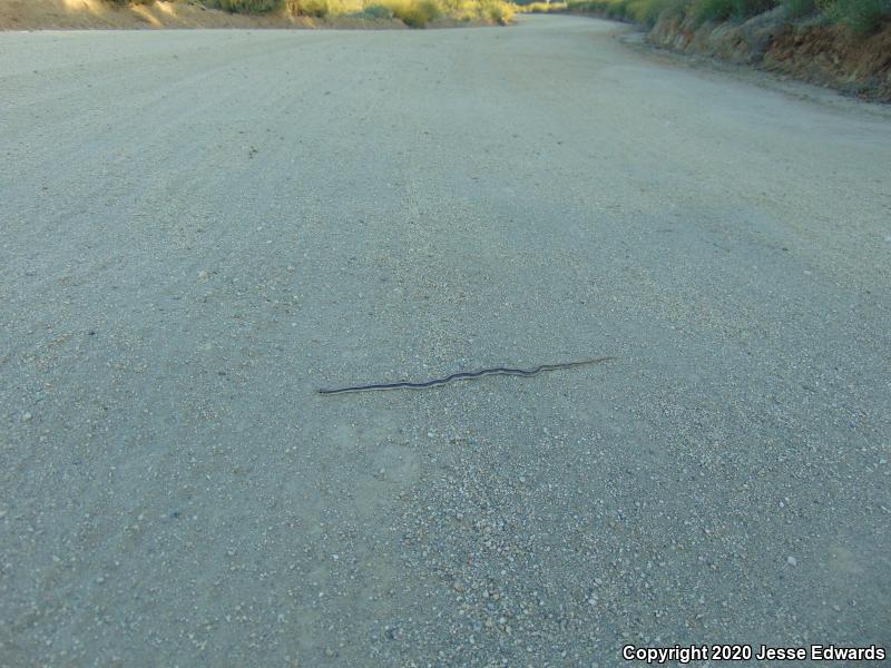 Coast Patch-nosed Snake (Salvadora hexalepis virgultea)