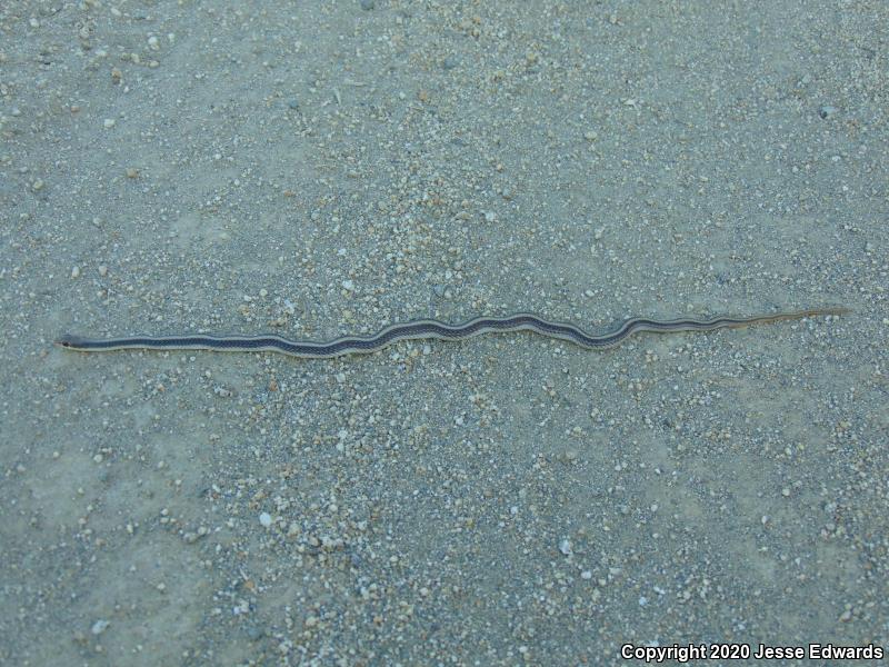 Coast Patch-nosed Snake (Salvadora hexalepis virgultea)