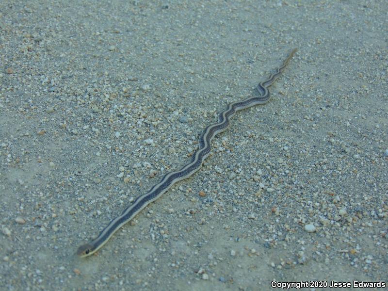 Coast Patch-nosed Snake (Salvadora hexalepis virgultea)