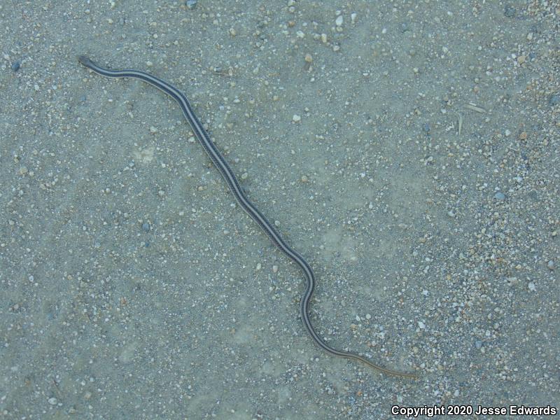 Coast Patch-nosed Snake (Salvadora hexalepis virgultea)