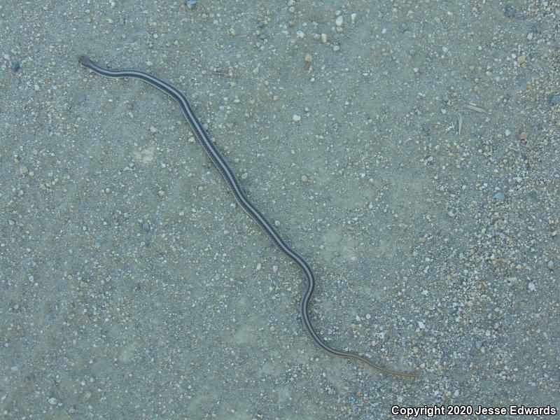 Coast Patch-nosed Snake (Salvadora hexalepis virgultea)