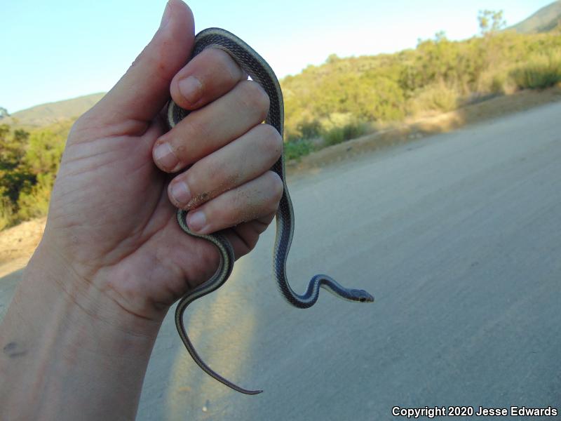 Coast Patch-nosed Snake (Salvadora hexalepis virgultea)