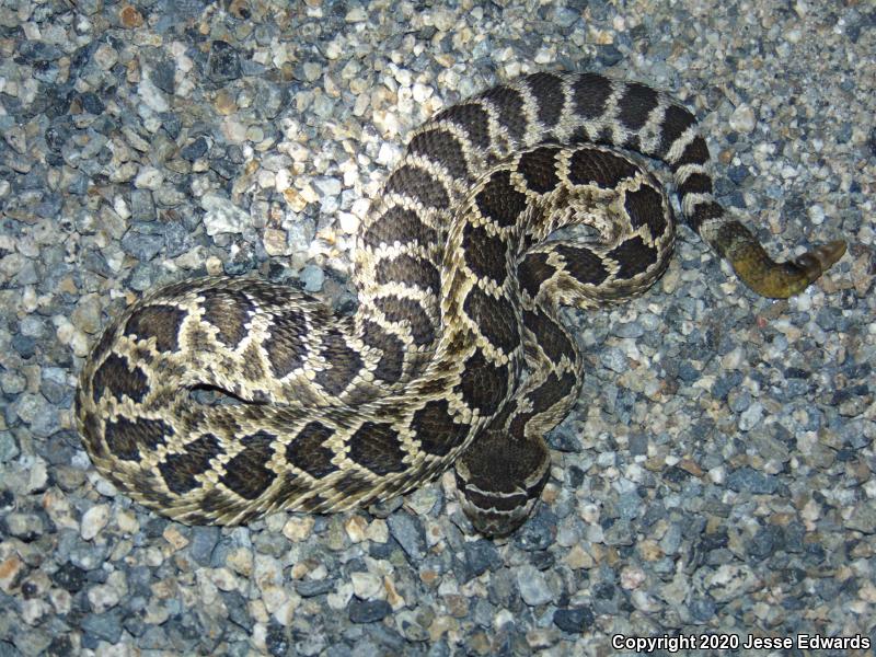 Southern Pacific Rattlesnake (Crotalus oreganus helleri)