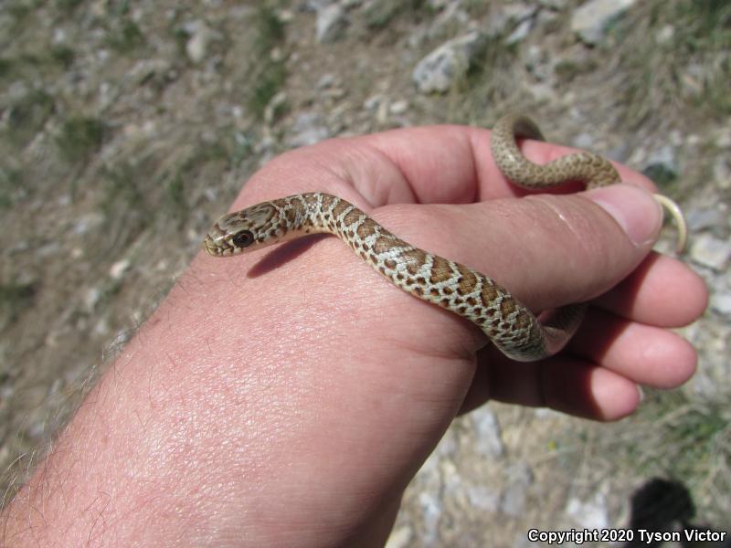 Western Yellow-bellied Racer (Coluber constrictor mormon)