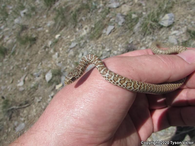 Western Yellow-bellied Racer (Coluber constrictor mormon)