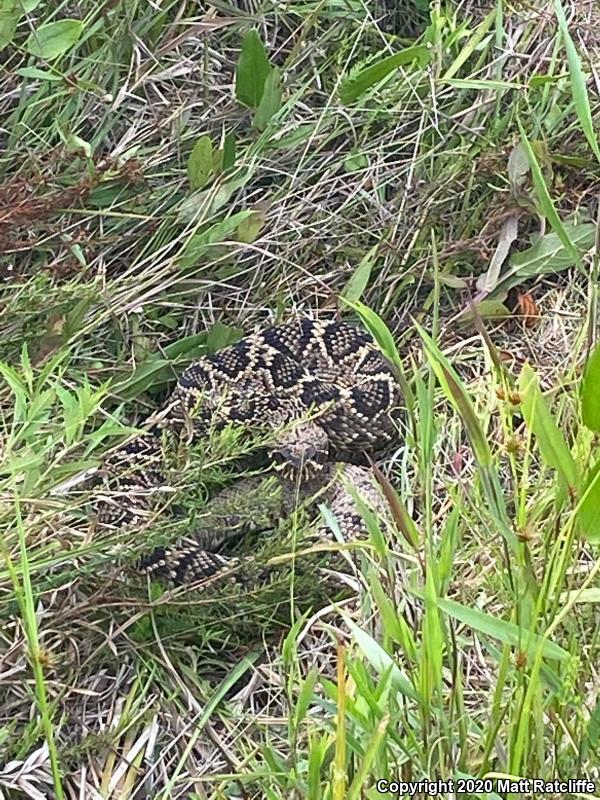 Eastern Diamond-backed Rattlesnake (Crotalus adamanteus)