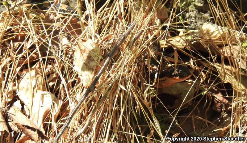 Eastern Hog-nosed Snake (Heterodon platirhinos)