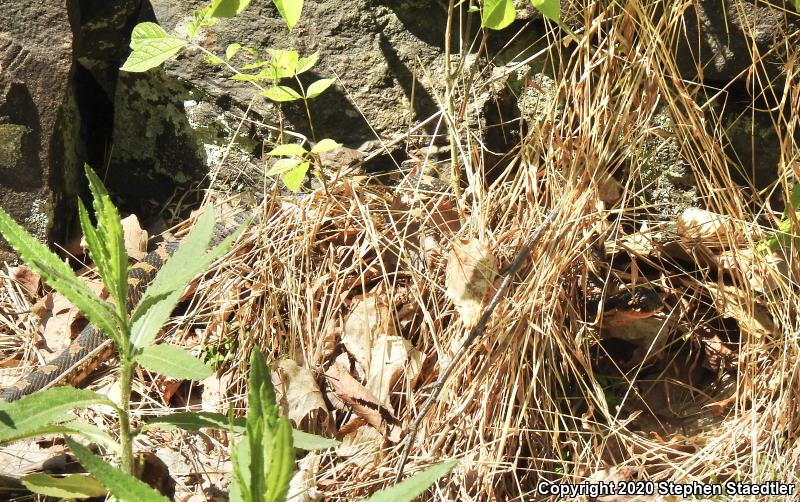 Eastern Hog-nosed Snake (Heterodon platirhinos)