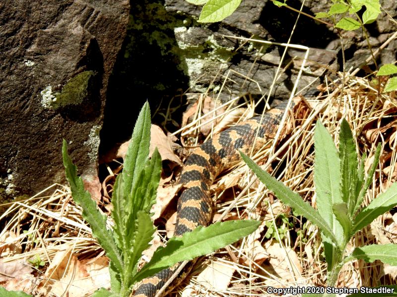 Eastern Hog-nosed Snake (Heterodon platirhinos)