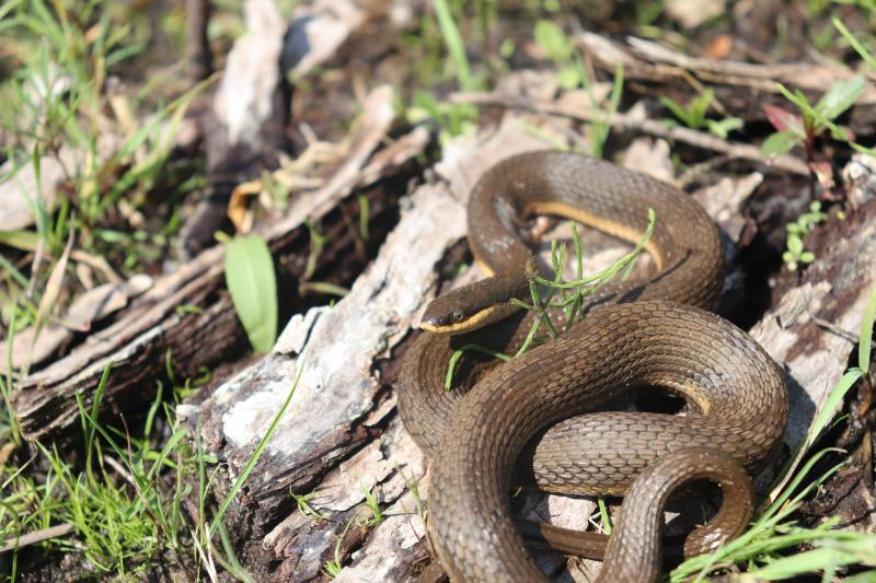 Queensnake (Regina septemvittata)