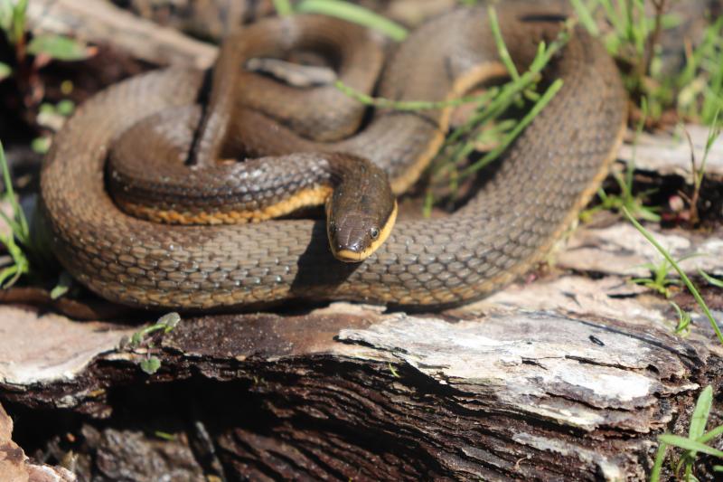 Queensnake (Regina septemvittata)