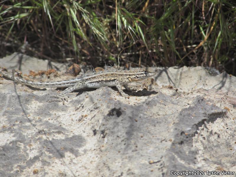 Northern Side-blotched Lizard (Uta stansburiana stansburiana)