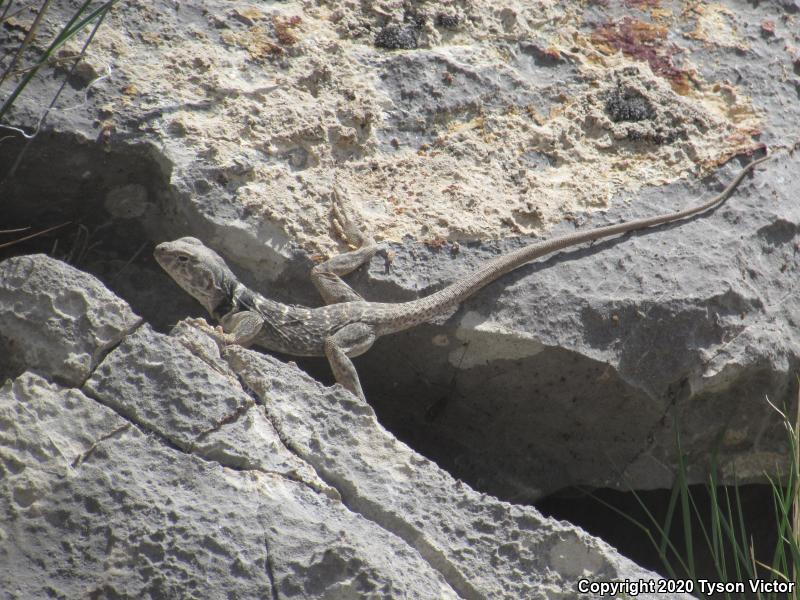 Great Basin Collared Lizard (Crotaphytus bicinctores)