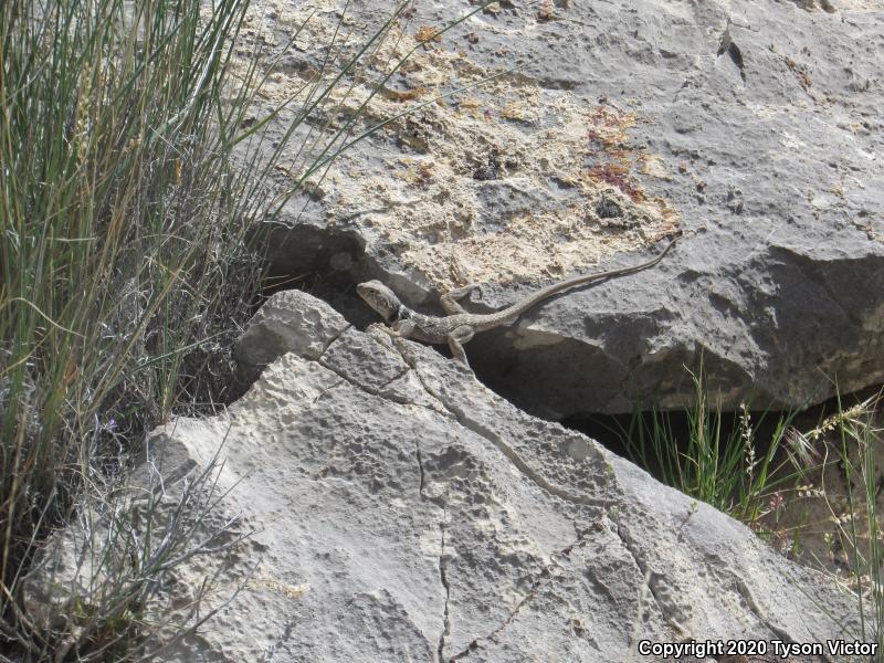 Great Basin Collared Lizard (Crotaphytus bicinctores)