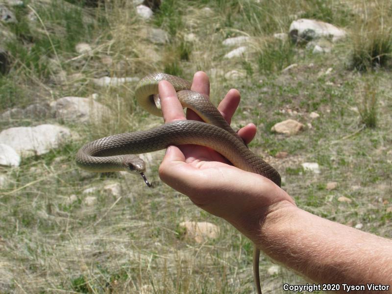 Western Yellow-bellied Racer (Coluber constrictor mormon)