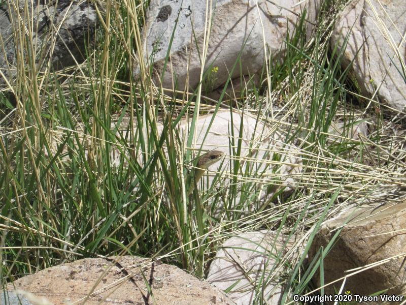 Western Yellow-bellied Racer (Coluber constrictor mormon)