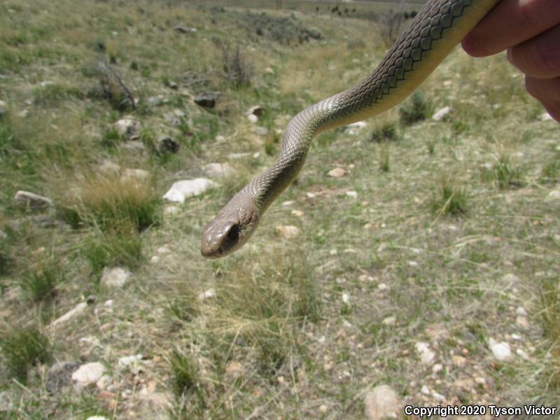 Western Yellow-bellied Racer (Coluber constrictor mormon)