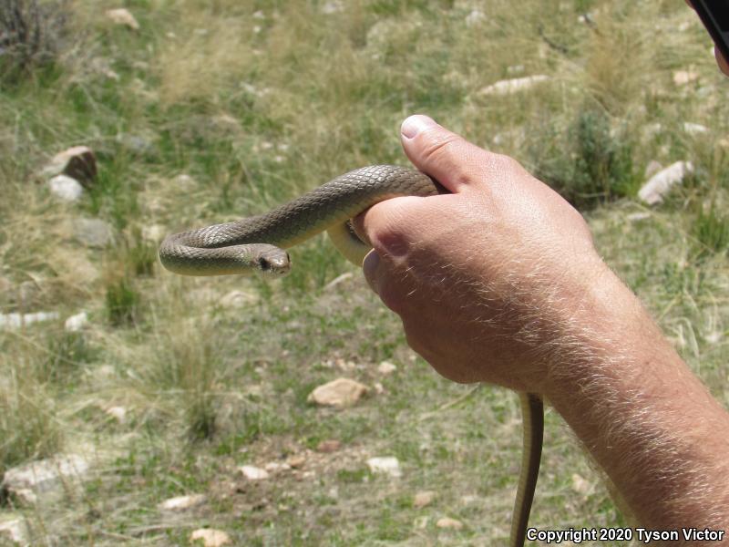 Western Yellow-bellied Racer (Coluber constrictor mormon)