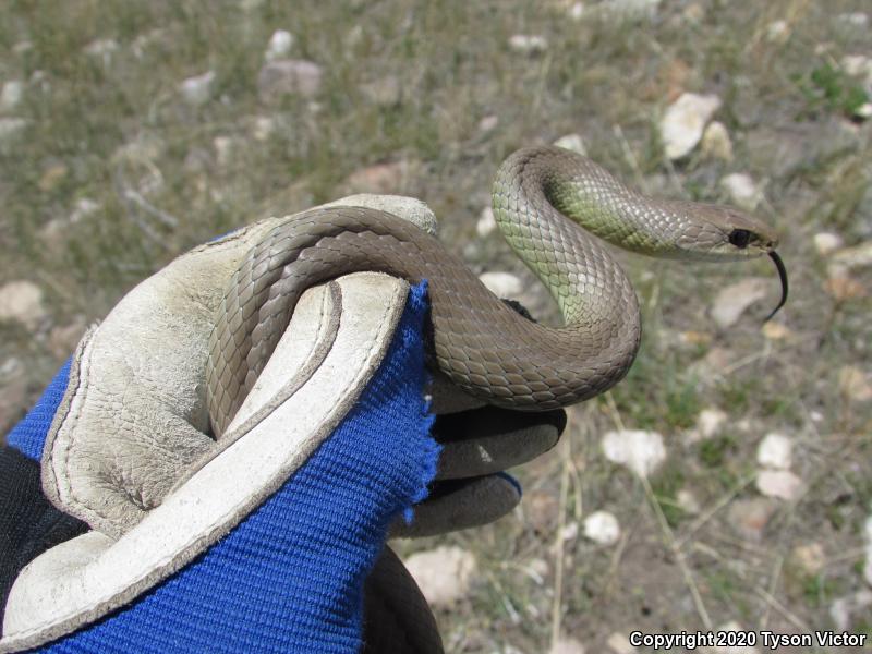 Western Yellow-bellied Racer (Coluber constrictor mormon)