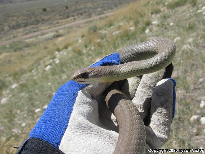 Western Yellow-bellied Racer (Coluber constrictor mormon)