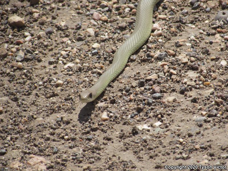 Western Yellow-bellied Racer (Coluber constrictor mormon)