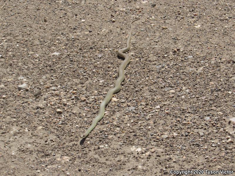 Western Yellow-bellied Racer (Coluber constrictor mormon)