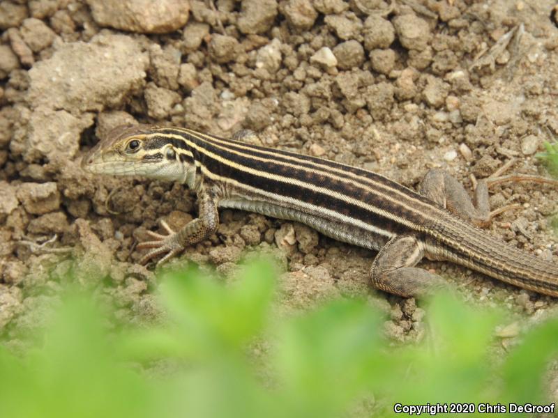 Sonoran Spotted Whiptail (Aspidoscelis sonorae)