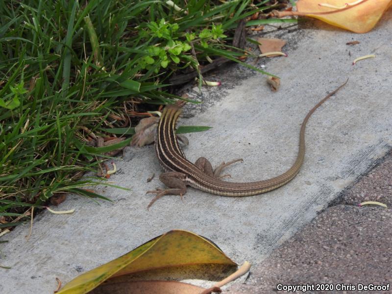 Sonoran Spotted Whiptail (Aspidoscelis sonorae)