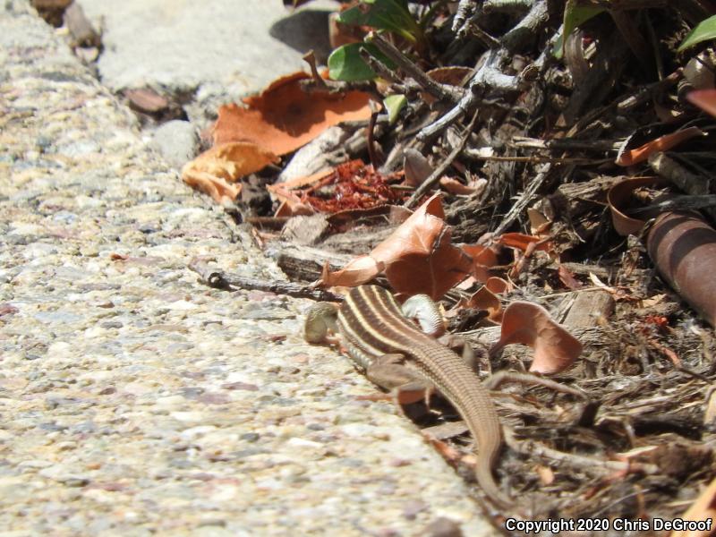 Sonoran Spotted Whiptail (Aspidoscelis sonorae)