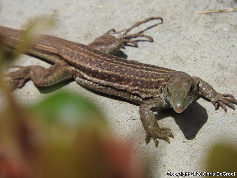 Sonoran Spotted Whiptail (Aspidoscelis sonorae)