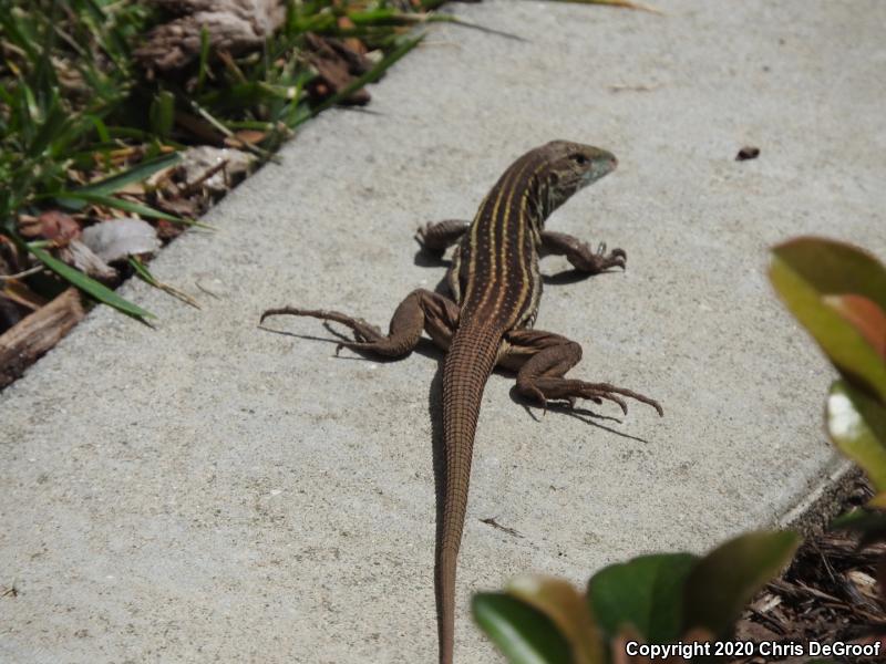 Sonoran Spotted Whiptail (Aspidoscelis sonorae)