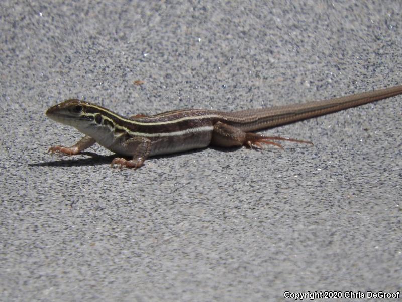 Sonoran Spotted Whiptail (Aspidoscelis sonorae)