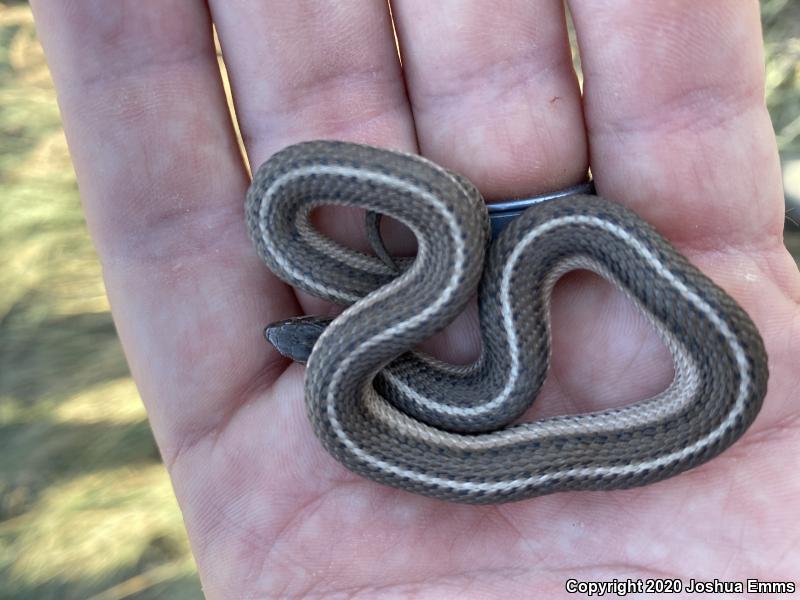 Lined Snake (Tropidoclonion lineatum)