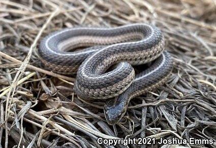 Lined Snake (Tropidoclonion lineatum)