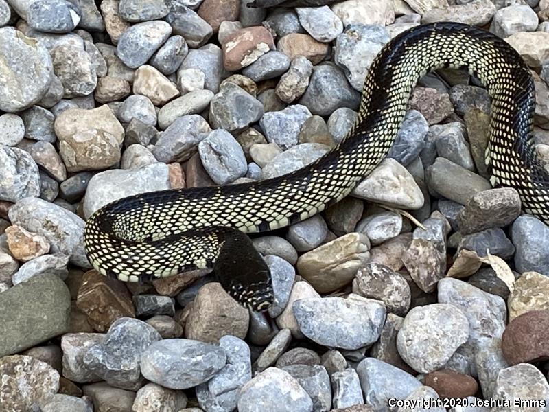 Desert Kingsnake (Lampropeltis getula splendida)