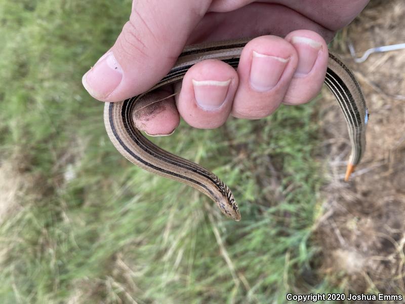 Western Slender Glass Lizard (Ophisaurus attenuatus attenuatus)