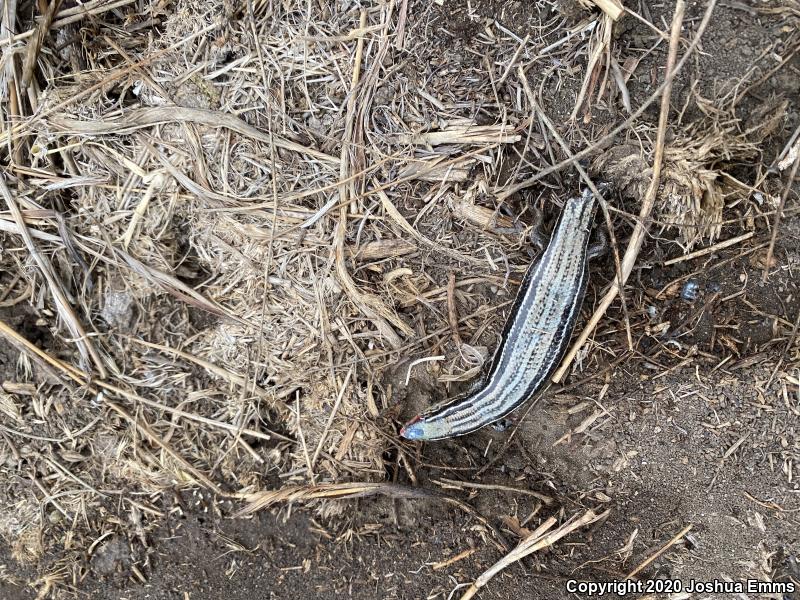 Northern Prairie Skink (Plestiodon septentrionalis septentrionalis)