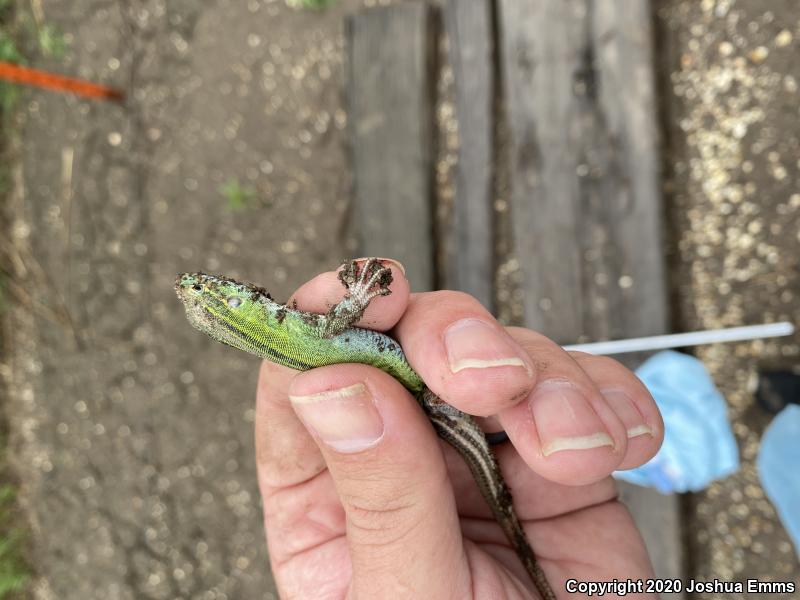 Prairie Racerunner (Aspidoscelis sexlineata viridis)