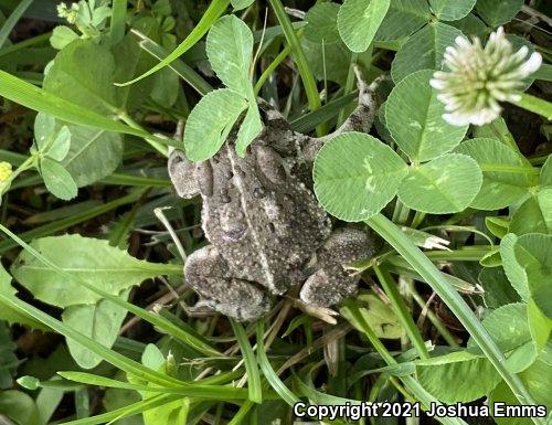 Woodhouse's Toad (Anaxyrus woodhousii woodhousii)