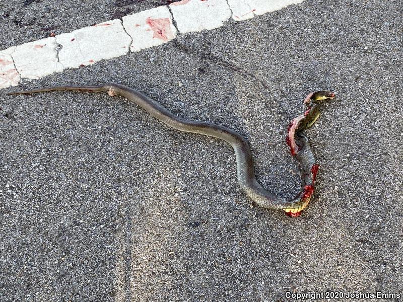 Eastern Yellow-bellied Racer (Coluber constrictor flaviventris)