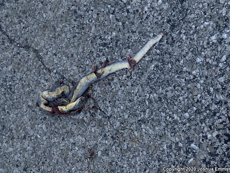 Eastern Yellow-bellied Racer (Coluber constrictor flaviventris)